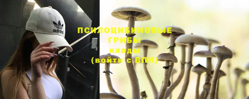 продажа наркотиков  Александровск  Псилоцибиновые грибы Magic Shrooms 